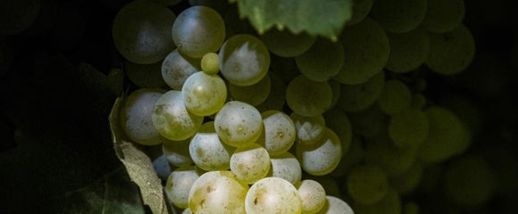 Ship wine from La Vigna di Sarah to your door!