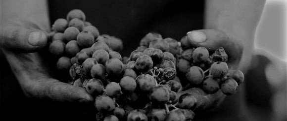 Ship wine from Tenute Chiaromonte to your door!