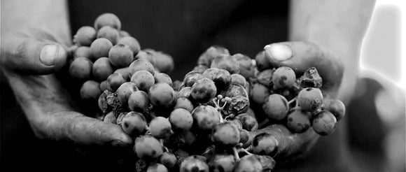 Tenute Chiaromonte